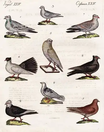 Vögel XXIV / Oiseaux XXIV - Die Trommel-Taube - Die Schleyer-Taube - Das Möwchen - Die Pfautaube - Die Tummel-