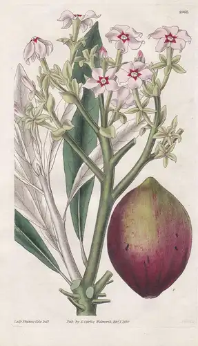 Cerbera Tanghin. Poison Tanghin. 2968 - Tanzania Tansania / flower Blume Blumen botanical Botanik Botany / (Th