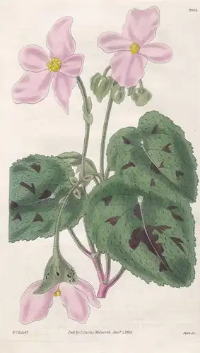 Begonia Picta. Particoloured Begonia. Tab. 2962 - Nepal / Pflanze Planzen plant plants / flower flowers Blume