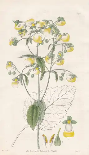 Calceolaria Bicolor. Two-Coloured Slipper-Wort. Tab. 3036 - Peru / Pflanze Planzen plant plants / flower flowe