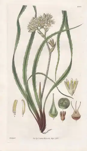 Conostylis Aculeata. Prickly Conostylis. Tab. 2989 - Australia Australien / Pflanze Planzen plant plants / flo