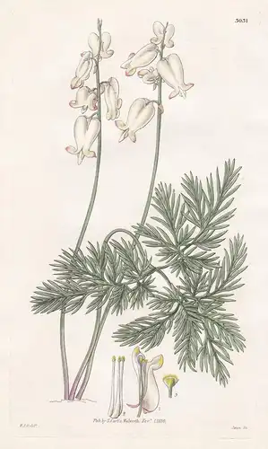Dielytra Canadensis. Canadian Dielytra. Tab. 3031 - Pflanze Planzen plant plants / flower flowers Blume Blumen