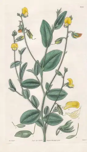 Crotalaria Ovalis. Oval-Leaved Hairy Crotolaria. Tab. 3006 - Mexico Mexiko / Pflanze Planzen plant plants / fl