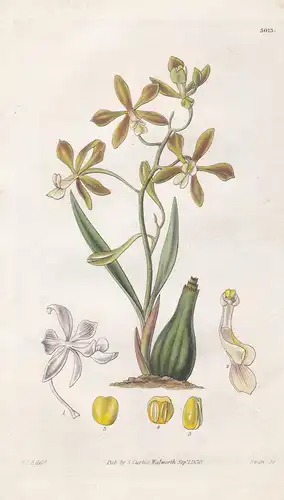 Encyclia Patens. Spreading-Flowered Ecyclia. Tab. 3013 -  Brazil Brasil Brasilien / Pflanze Planzen plant plan