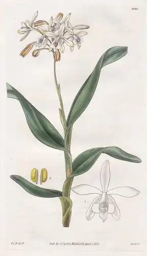 Epidendrum Pallidiflorum. Pale-Flowered Epidendrum. Tab. 2980 - Pflanze Planzen plant plants / flower flowers