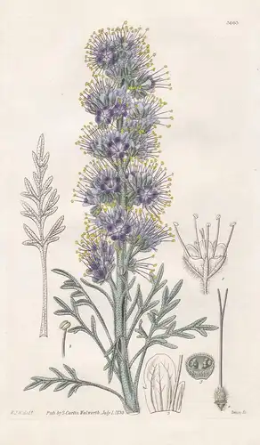 Eutoca Sericea. Silky Eutoca. Tab. 3003 - North America Nordamerika / Pflanze Planzen plant plants / flower fl