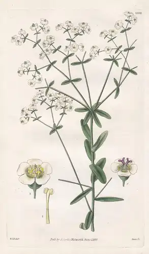 Euphorbia Corollata. White-Flowered Spurge. Tab. 2992 - North America Nordamerika / Pflanze Planzen plant plan