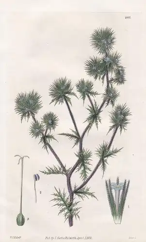 Gilia Pungens. Sharp-Leaved Gilia. Tab. 2977 - North America Nordamerika / Pflanze Planzen plant plants / flow