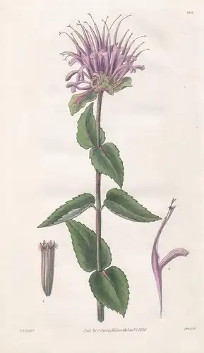 Monarda Menthaefolia. Mint-Leaved Monarda. Tab. 2958 - Pflanze Planzen plant plants / flower flowers Blume Blu