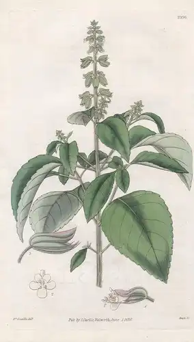 Ocymum Montanum. Mountain Basil. Tab. 2996 - Pflanze Planzen plant plants / flower flowers Blume Blumen / bota