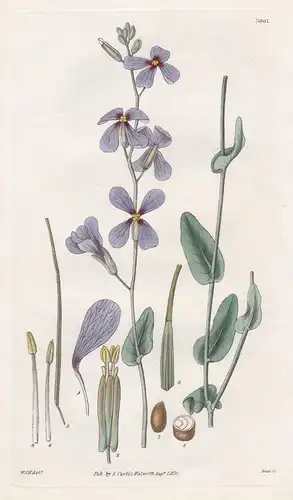 Moricandia Arvensis. Field Moricandia. Tab. 3007 - Pflanze Planzen plant plants / flower flowers Blume Blumen