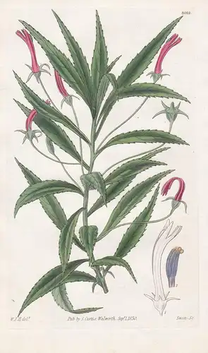 Lobelia Krausii. Dominica Lobelia. Tab. 3012 -  Pflanze Planzen plant plants / flower flowers Blume Blumen / b