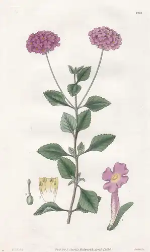 Lantana Selloviana. Mr. Sellow's Lantana. Tab. 2981 - Uruguay / Pflanze Planzen plant plants / flower flowers