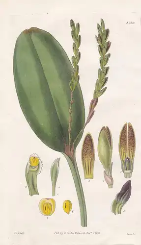 Pleurothallis Saurocephalus. Lizard-Flowered Pleurothallis. Tab. 3030 - Pflanze Planzen plant plants / flower