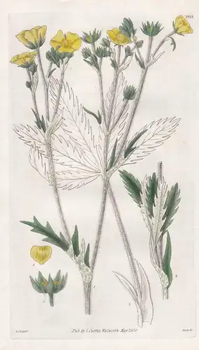 Potentilla Gracilis. Tall Upright Cinquefoil. Tab. 2984 - North America Nordamerika / Pflanze Planzen plant pl