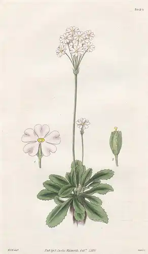 Primula Pusilla. Pale-Flowered American Bird's-Eye Primrose. Tab. 3020 - Canada Kanada / Pflanze Planzen plant