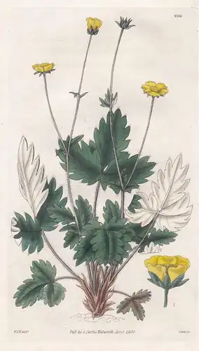 Potentilla Nivea, var. Macrophylla. Snowy cinque-Foil, larged-leaved var. Tab. 2982 - North America Nordamerik