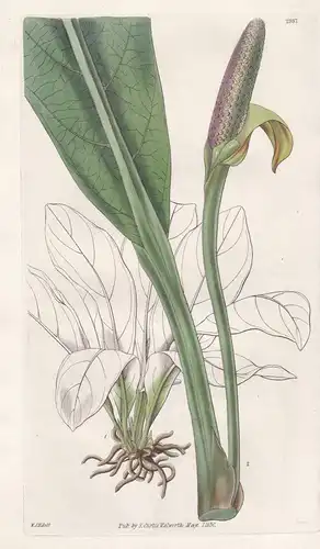 Pothos Crassinervia. Thick-Ribbered Pothos. Tab. 2987 - Scotland Schottland / Pflanze Planzen plant plants / f