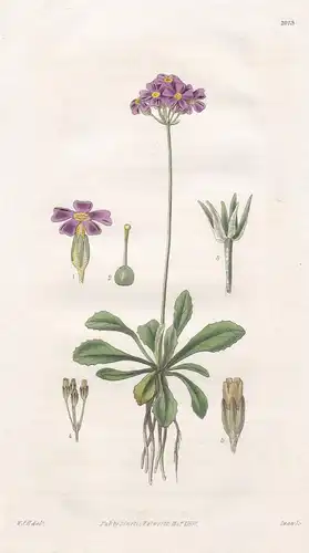 Primula Mistassinica. Lesser American Bird's-Eye Primrose. Tab. 2973 - North America Nordamerika / Pflanze Pla