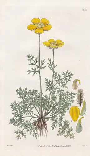 Ranunculus Millefoliatus. Milfoil-Leaved Crowfoot. Tab. 3009 - Pflanze Planzen plant plants / flower flowers B
