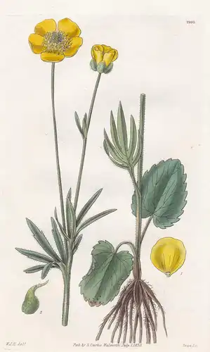Ranunculus Cardiophyllus. American Heart-Leaved Crowfoot. Tab. 2999 - North America Nordamerika / Pflanze Plan
