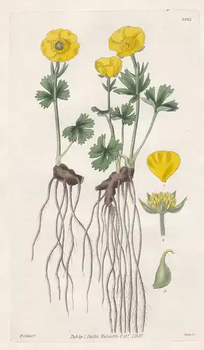 Ranunculus Montanus. Yellow Mountain Ranunculus. Tab. 3022 -  Pflanze Planzen plant plants / flower flowers Bl