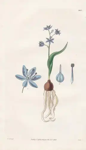 Scilla Pumila. Dwarf Squill. Tab. 3023 -  Portugal / Pflanze Planzen plant plants / flower flowers Blume Blume