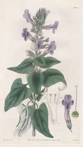 Sphacele Lindleyi. Large-Flowered Sphacele. Tab. 2993 - Chile / Pflanze Planzen plant plants / flower flowers