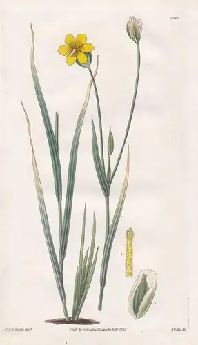 Sisyrinchium Pedunculatum. Long-Satlked Sisyrinchium. Tab. 2965 - Chile / Pflanze Planzen plant plants / flowe