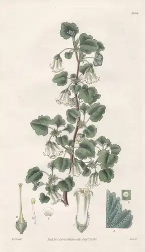 Ribes Cereum. Waxy Currant. Tab. 3008 - America Amerika / Pflanze Planzen plant plants / flower flowers Blume