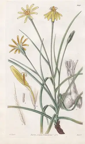 Scorzonera Mollis. Soft Viper's-Grass. Tab. 3027 -  Crimea Krim / Pflanze Planzen plant plants / flower flower