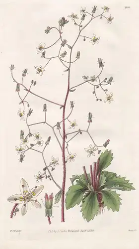 Saxifraga Leucanthemifolia. Ox-Eye-Leaved Saxifrage. Tab. 2959 - Rocky Mountains / Pflanze Planzen plant plant