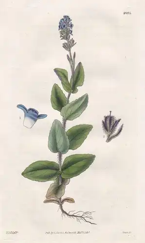 Veronica Alpina, var. Wormskioldii. Alpine Speedwell, Wormskiold's var. Tab. 2975 - Pflanze Planzen plant plan