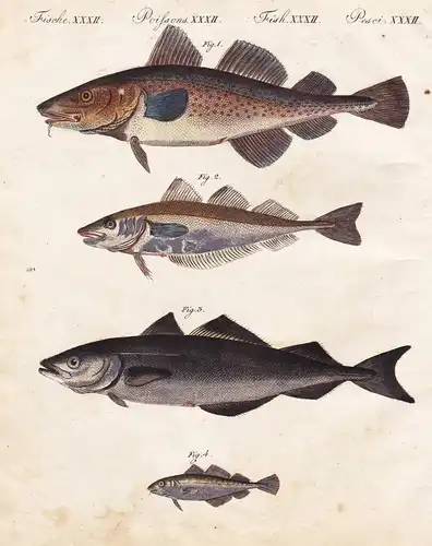 Fische XXXII. - 1) Der Dorsch. - 2) Der Wittling. - 3) Der Köhler. - 4) Der Zwergdorsch. - Dorsch cod Wittling