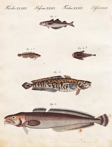 Fische XXXVI. Verschiedene Arten von Schellfischen. - 1) Der Polack. - 2) Der Leng. - 3) Die Quappe. - 4) Der