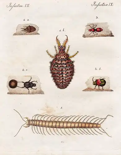 Insecten IX - Der indianische Scolopender - Der amerikanische Pillen-Käfer - Die Sammt-Ameise - Der Ameisen-Lö