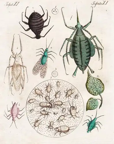 Insecten XI / Insectes XI - Die Blattlaus - Die Mehl und Käfermilbe - Milbe mite Laus Läuse Blattläuse louse I
