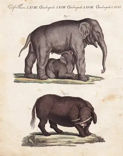 Vierf. Thiere LXVIII. - 1) Das säugende Elephanten-Weibchen. - 2) Der Sukotyro - Elefant elephant Sukotyro Jav