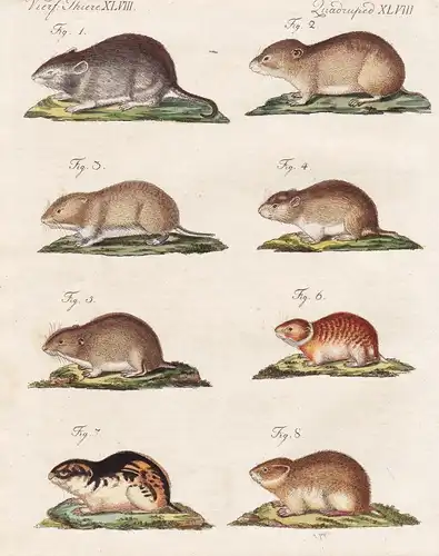 Vierf. Thiere XLVIII / Quadrupedes XLVIII - Die Knoblochs-Maus - Die Zwiebel-Maus - Die Wurzel-Maus - Die Tulp