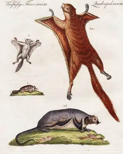 Vierfüssige Thiere XXXXIII / Quadruped XXXXIII - Fliegende Eichhörnchen - Das Asiatische Eichhorn - Das Virgin