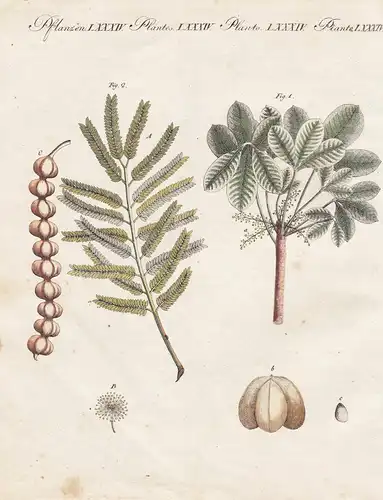Pflanzen LXXXIV. - 1) Die Caoutchouc. - 2) Der arabische Gummibaum oder die Nil-Mimose. - Hevea guianensis Nat