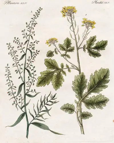Pflanzen XLV / Plantes XLV Der Senf - Der Dragun - Senf Sinapis Artemisia dracunculus mustard Estragon tarrago