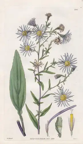 Aster Laevigatus. Smooth-Leaved Michaelmas Daisy. Tab. 2995 - Pflanze Planzen plant plants / flower flowers Bl
