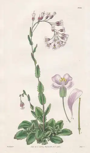 Arabis Collina. Hill Rock-Cress. Tab. 3021 -  Pflanze Planzen plant plants / flower flowers Blume Blumen / bot