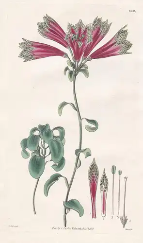 Alstroemeria Psittagcina. Parrot-Flowered Alstroemeria. Tab. 3033 - Mexico Mexiko / Inkalilie / Pflanze Planze