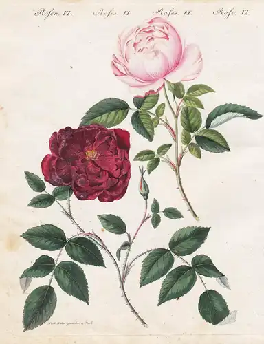 Rosen VI. - Die dunkle und blasse immerblühende Rose. - Rose Semperflorens Quatre Saison Autumn Damask roses R