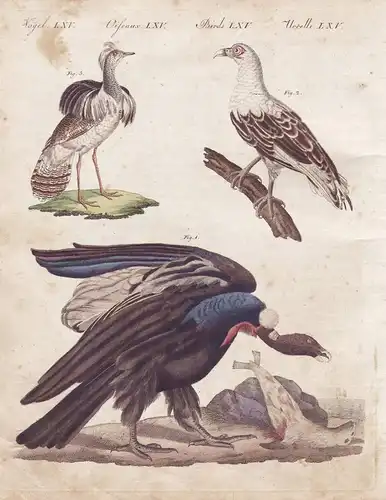 Vögel LXV. - 1) Der mangellanische Geier oder Condor. - 2) Der Geier aus Angola. - 3) Der Hubara oder Kragentr