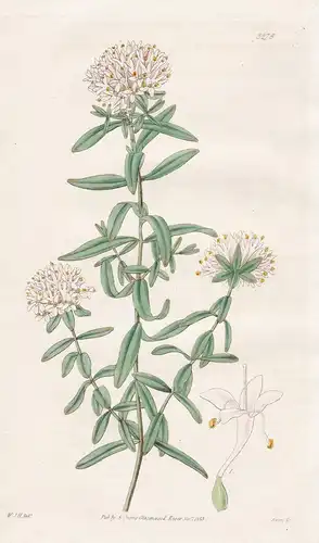 Pimelea Sylvestris. Wood Pimelea. Tab. 3276 - Pflanze Planzen plant plants / flower flowers Blume Blumen / bot