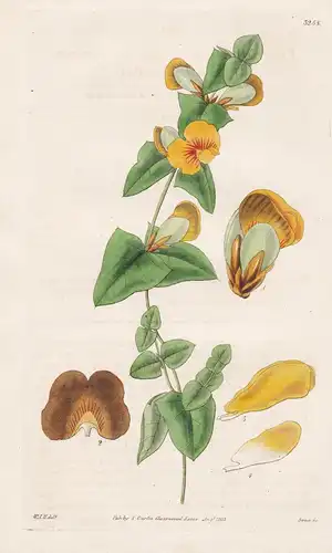 Platylobium Obtusangulum. Obtuse-Leaved Flat-Pea. Tab. 3258 - Australia Australien / Pflanze Planzen plant pla
