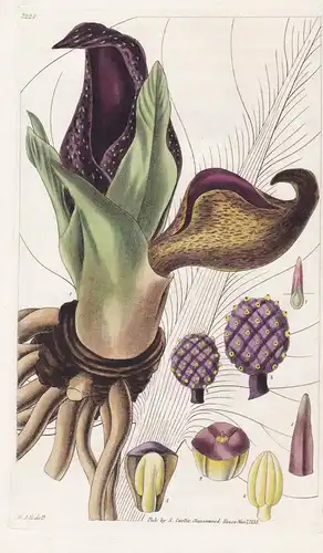 Symplocarpus Foetidus. Stiking Symplocarpus, Skunk Weed, or Skunk Cabbage. Tab. 3224 - North America Nordameri